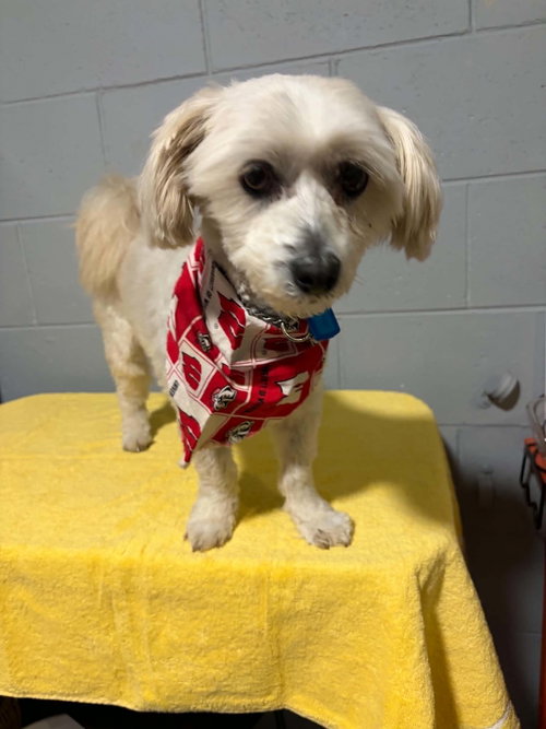 Toby - Adoption Pending