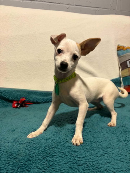 Thistle, an adoptable Chihuahua in Mukwonago, WI
