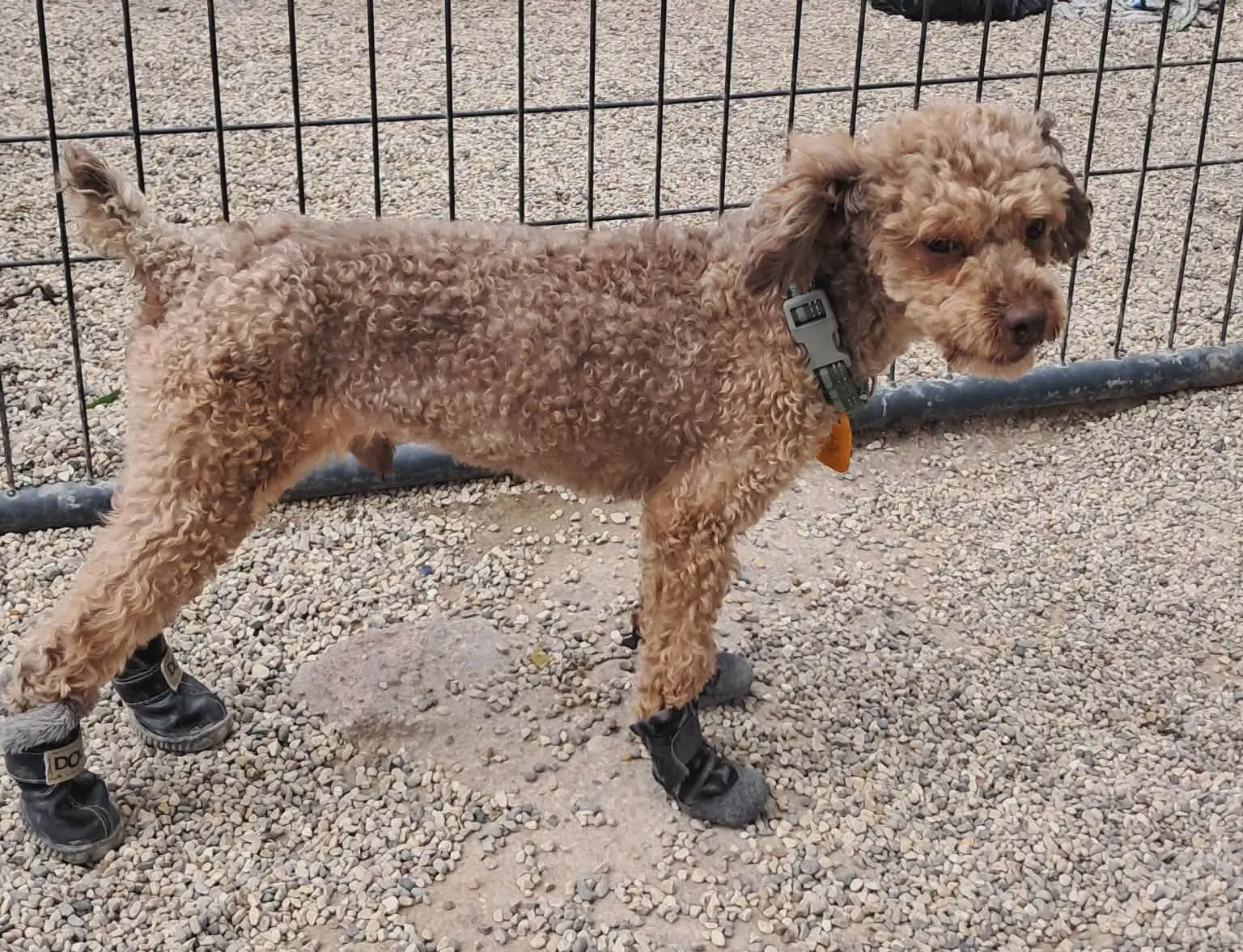 Linden - Poodle (Miniature)