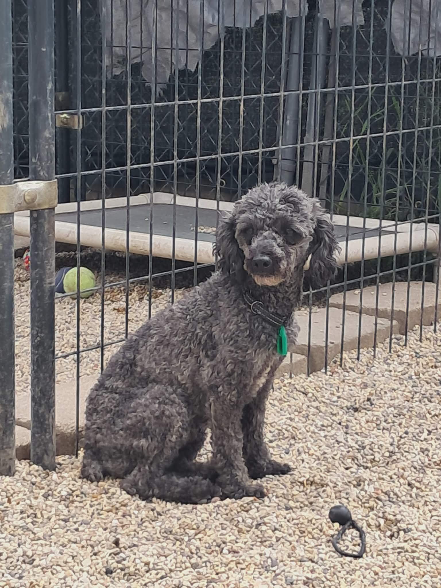 Ash - Poodle (Miniature)