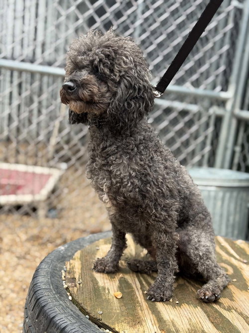 Ash, a dog for adoption from Bichon and Little Buddies Rescue