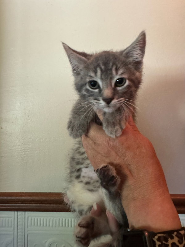 Goose Kitten