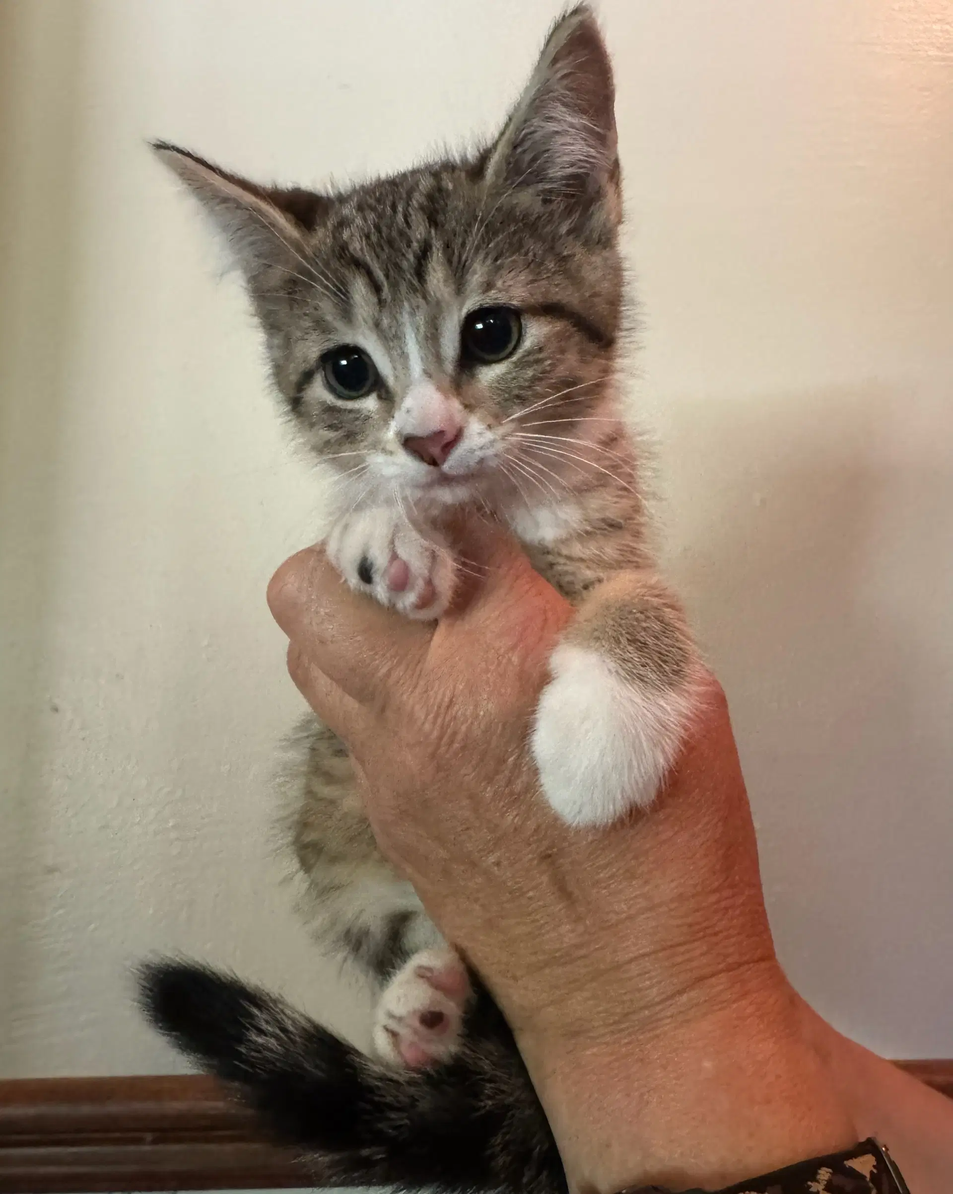Lily Kitten - Domestic Short Hair