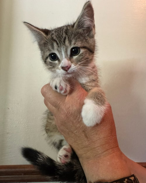 Lily Kitten