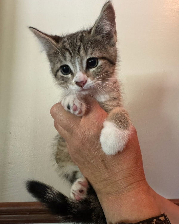 Lily Kitten