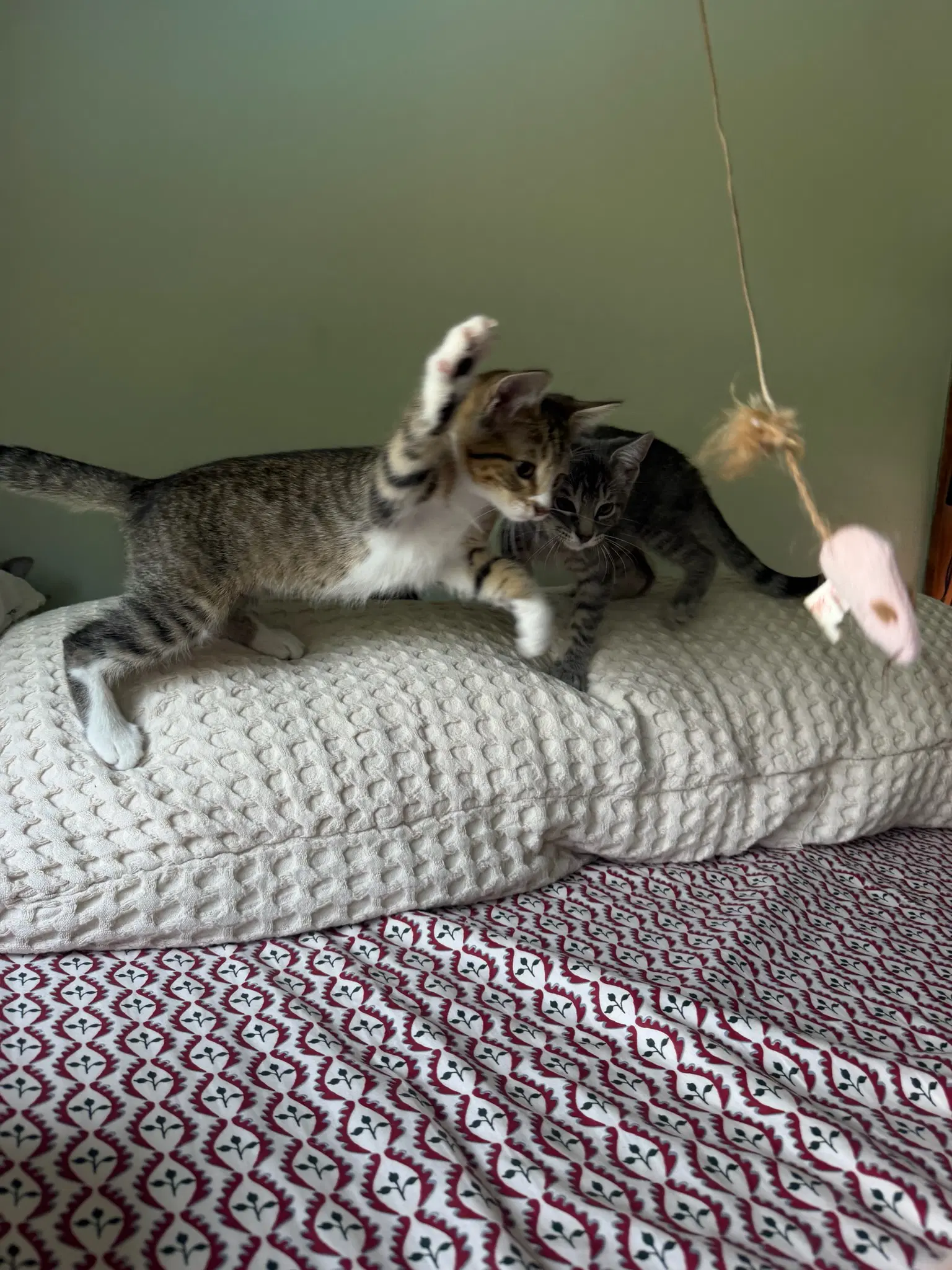 Lily Kitten image 2