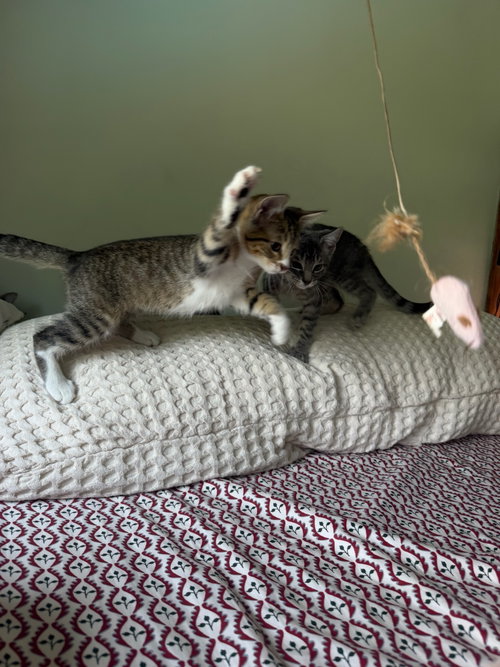 Photo 2 of Lily Kitten