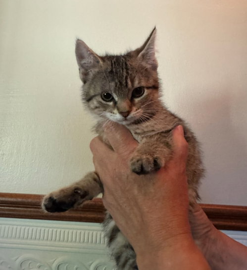 Tigress Kitten