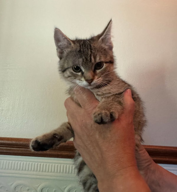 Tigress Kitten