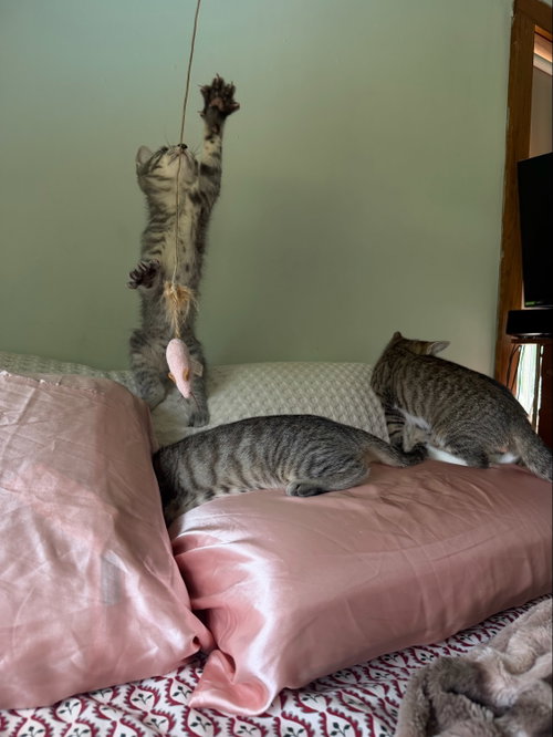 Photo 2 of Tigress Kitten