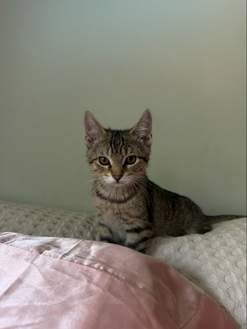 Photo 4 of Tigress Kitten