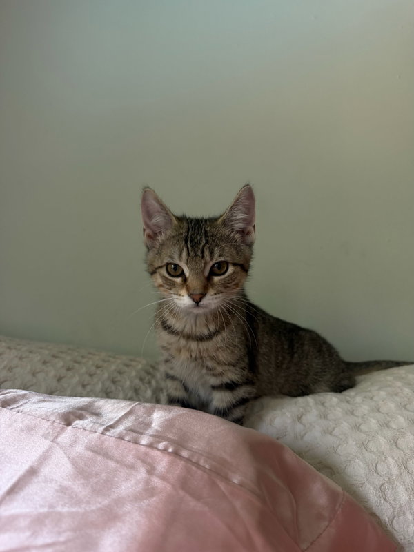 Tigress Kitten