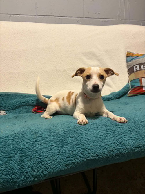 Birch, an adoptable Chihuahua in Mukwonago, WI