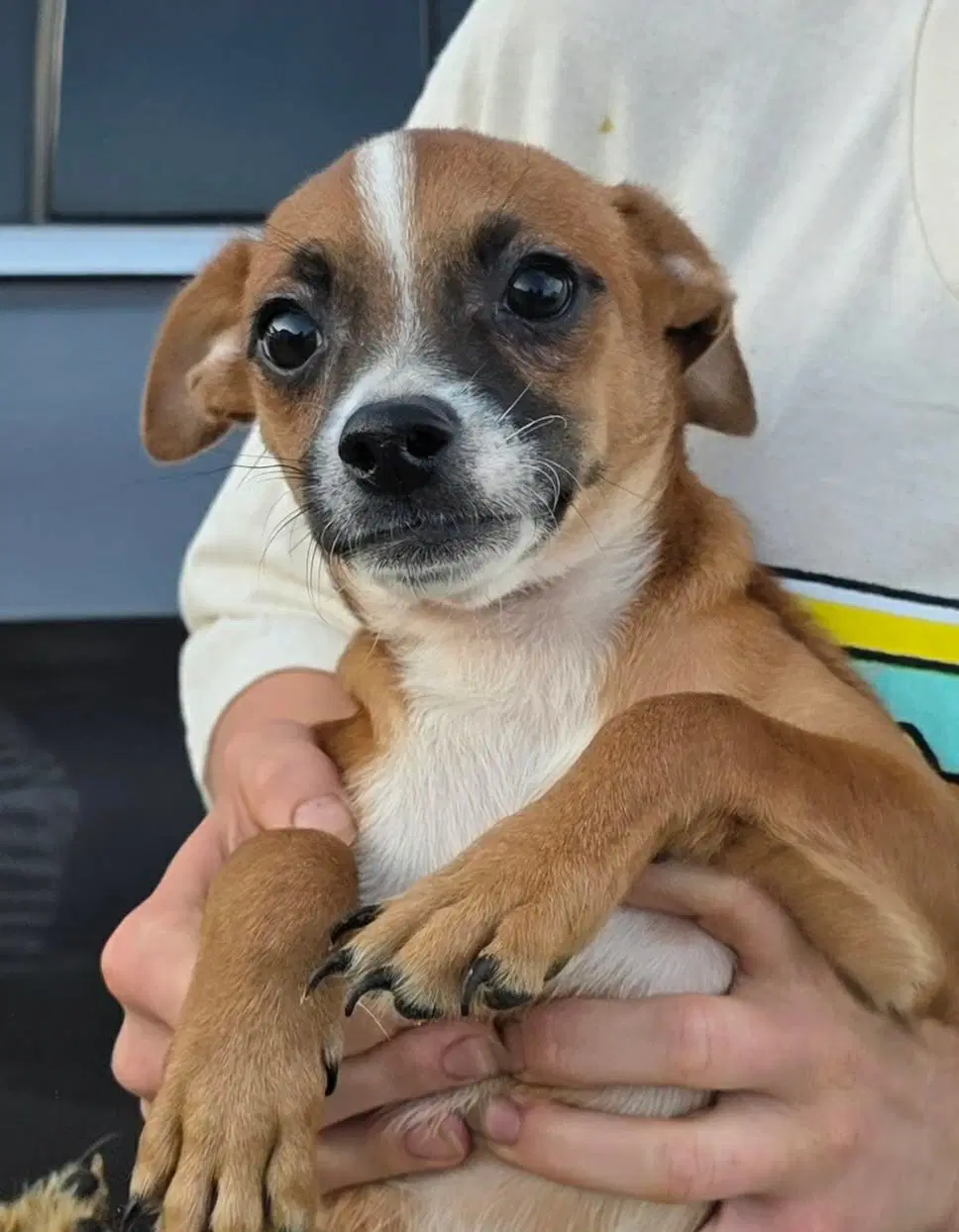 Moss - Chihuahua