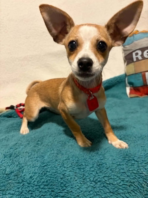 Fern, an adoptable Chihuahua in Mukwonago, WI