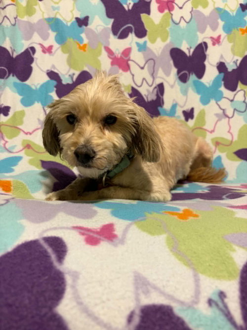 Macha, an adoptable Poodle in Mukwonago, WI