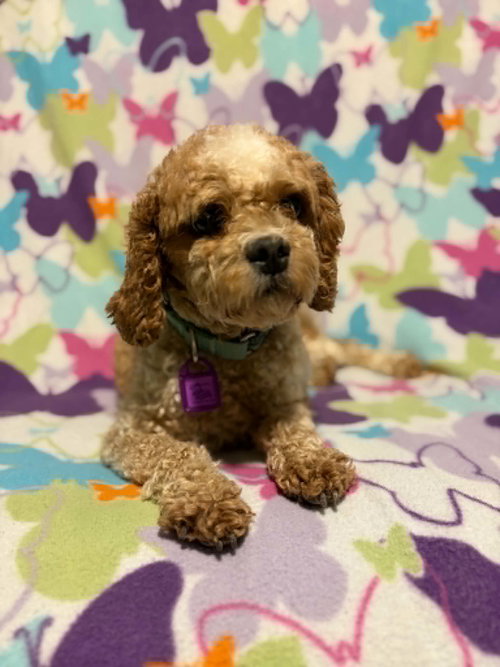 Goldie, an adoptable Cavalier King Charles Spaniel in Mukwonago, WI