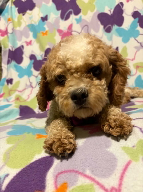 Goldie photo 2