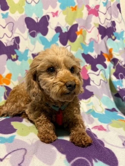 Celeste, an adoptable Poodle in Mukwonago, WI