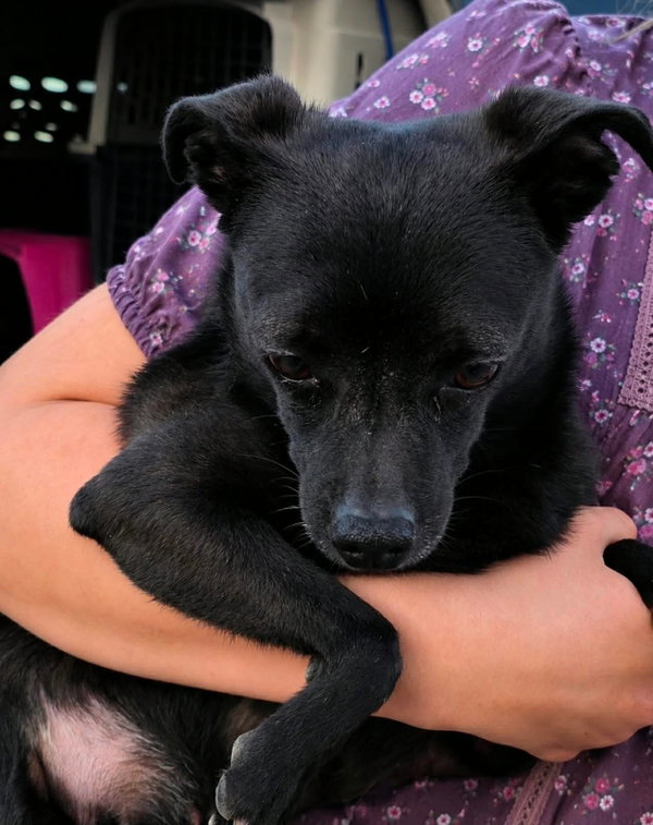 Vanessa - adoption pending