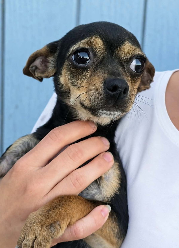 Veda - adoption pending