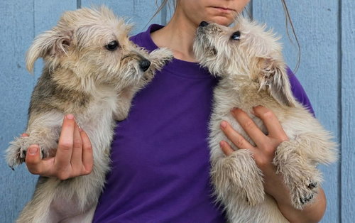 Azalea, an adoptable Cairn Terrier in Mukwonago, WI