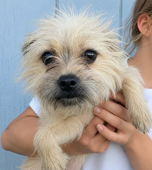 Sugar Dragon, an adoptable Cairn Terrier in Mukwonago, WI