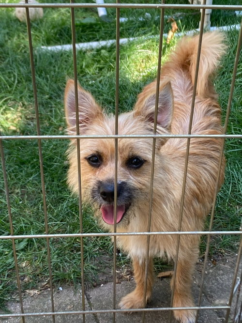 Yabba Dabba Do Berry, an adoptable Cairn Terrier in Mukwonago, WI