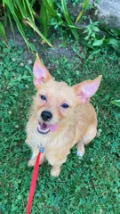 Bedrock Orange - Cairn Terrier