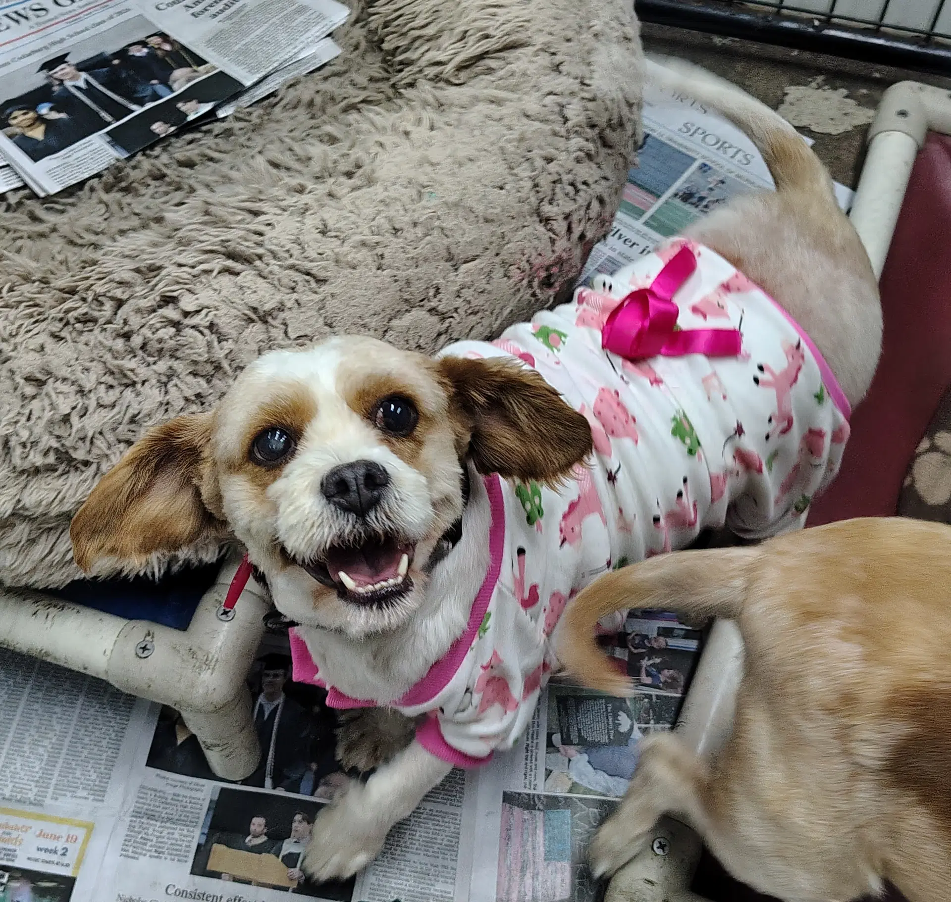 Pink Swimmingo - Cavalier King Charles Spaniel