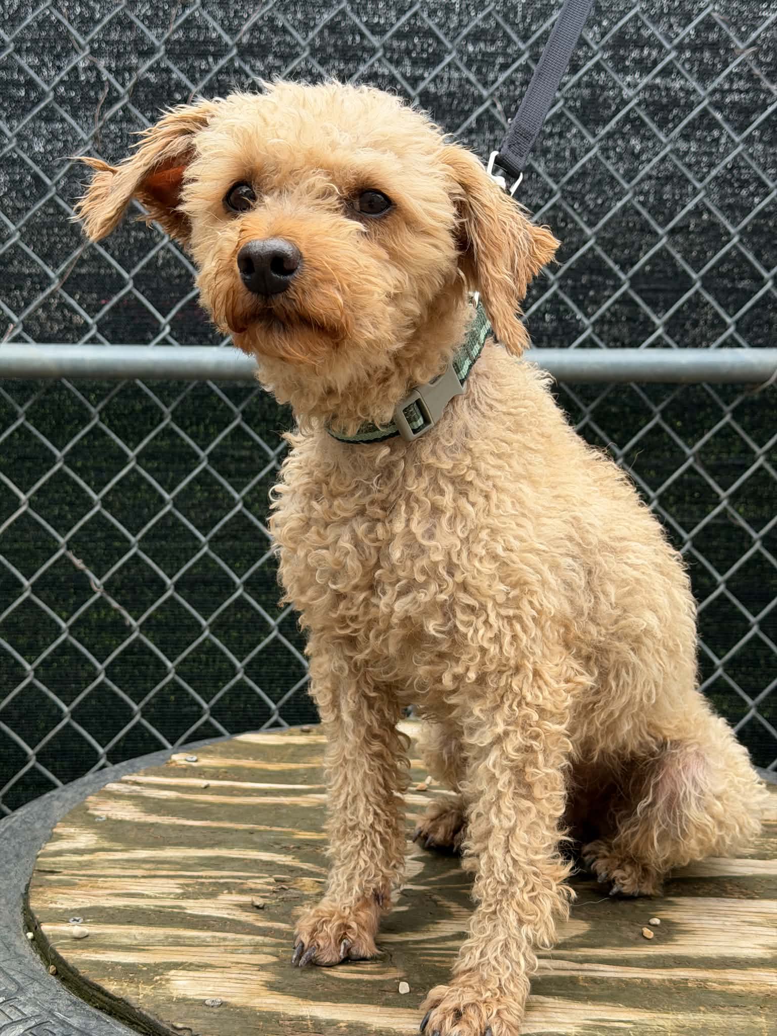 Sharkleberry Fin, Poodle (Miniature)