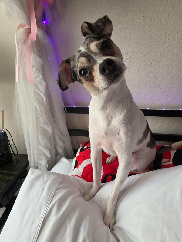 Tito