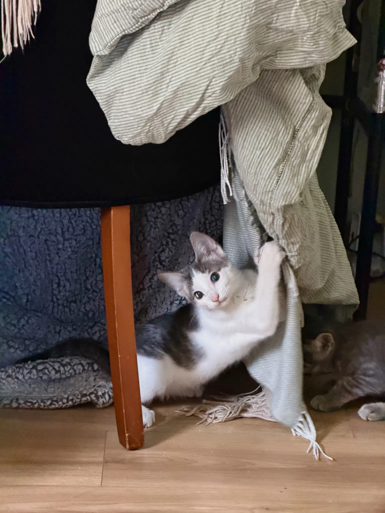 Maverick Kitten - Domestic Short Hair