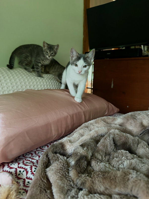 Maverick Kitten