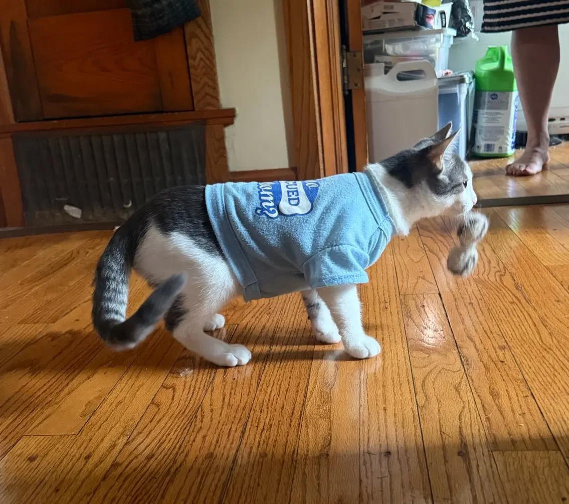 Maverick Kitten image 2