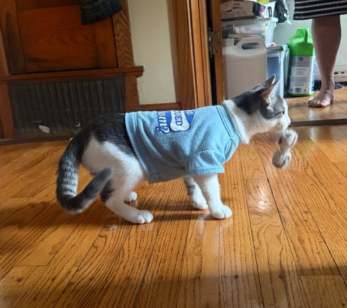 Photo 2 of Maverick Kitten
