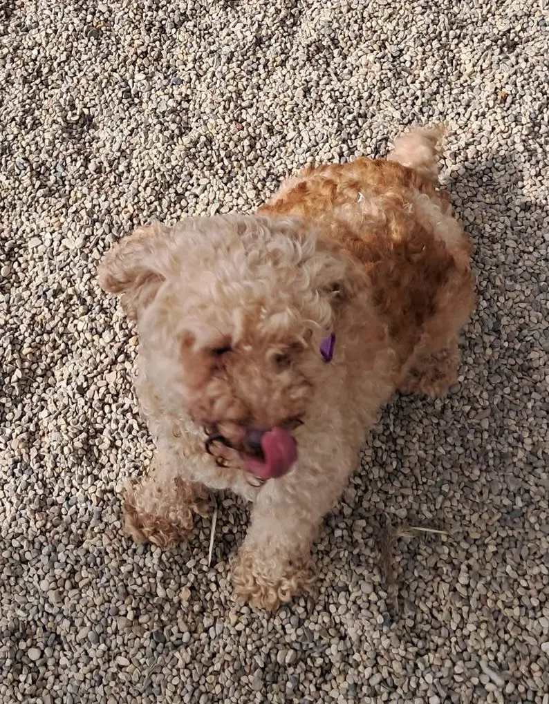 Pecan - Poodle (Miniature)
