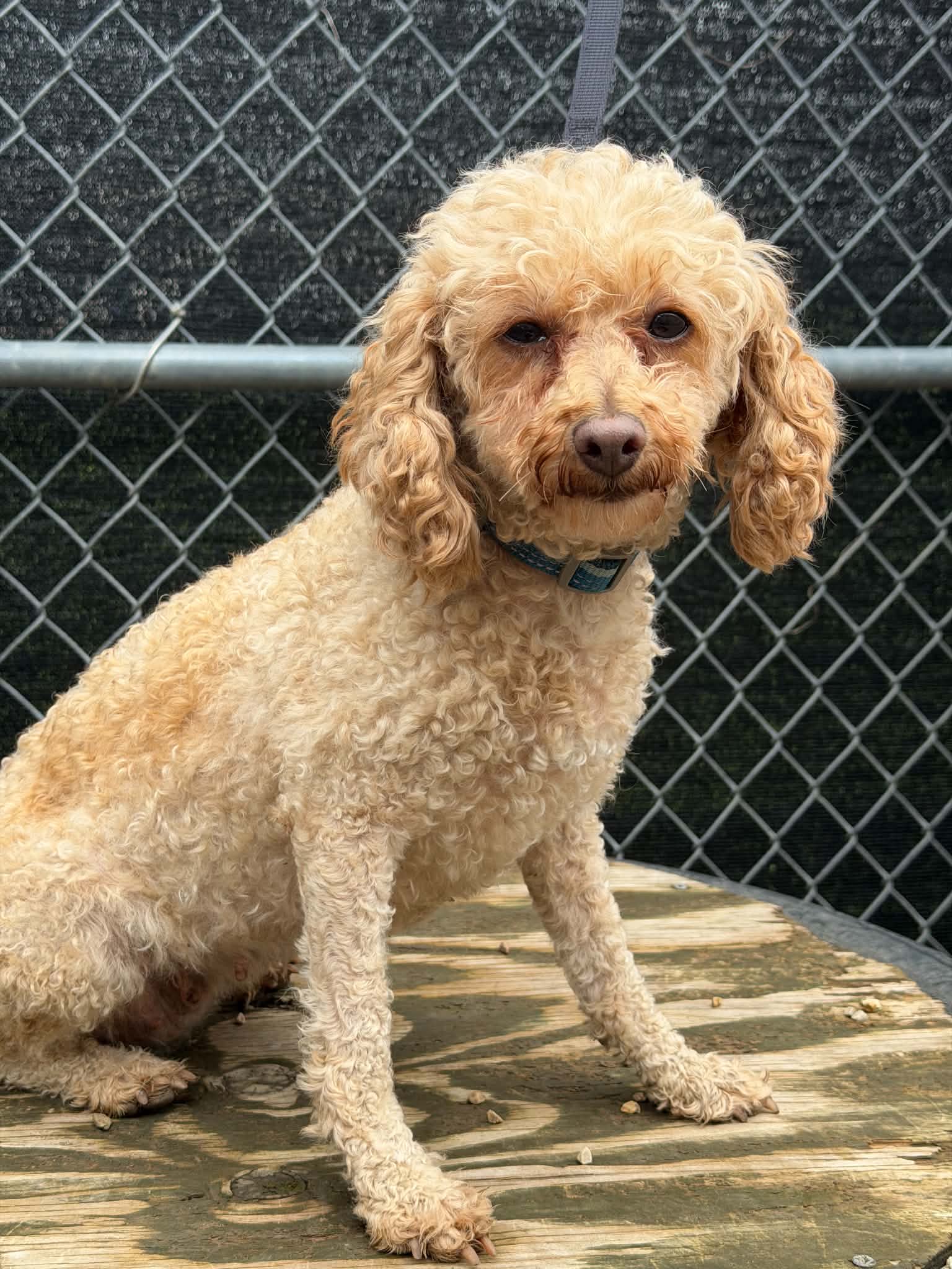 Pecan, Poodle (Miniature)