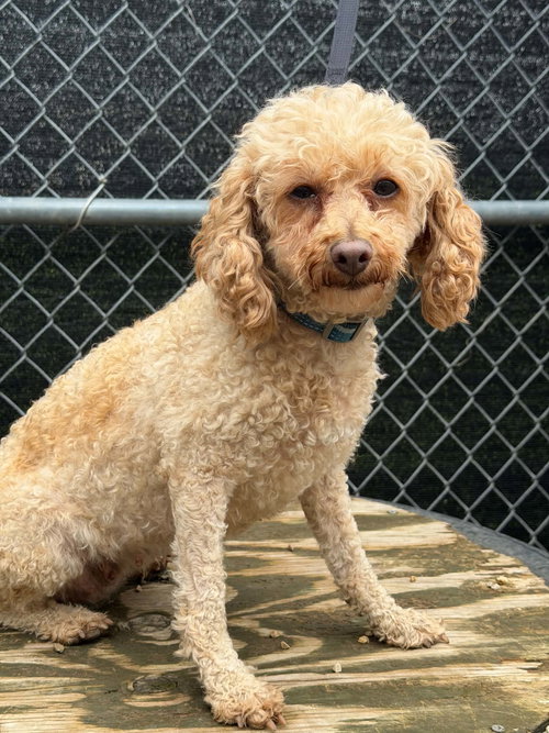 Pecan, a dog for adoption from Bichon and Little Buddies Rescue