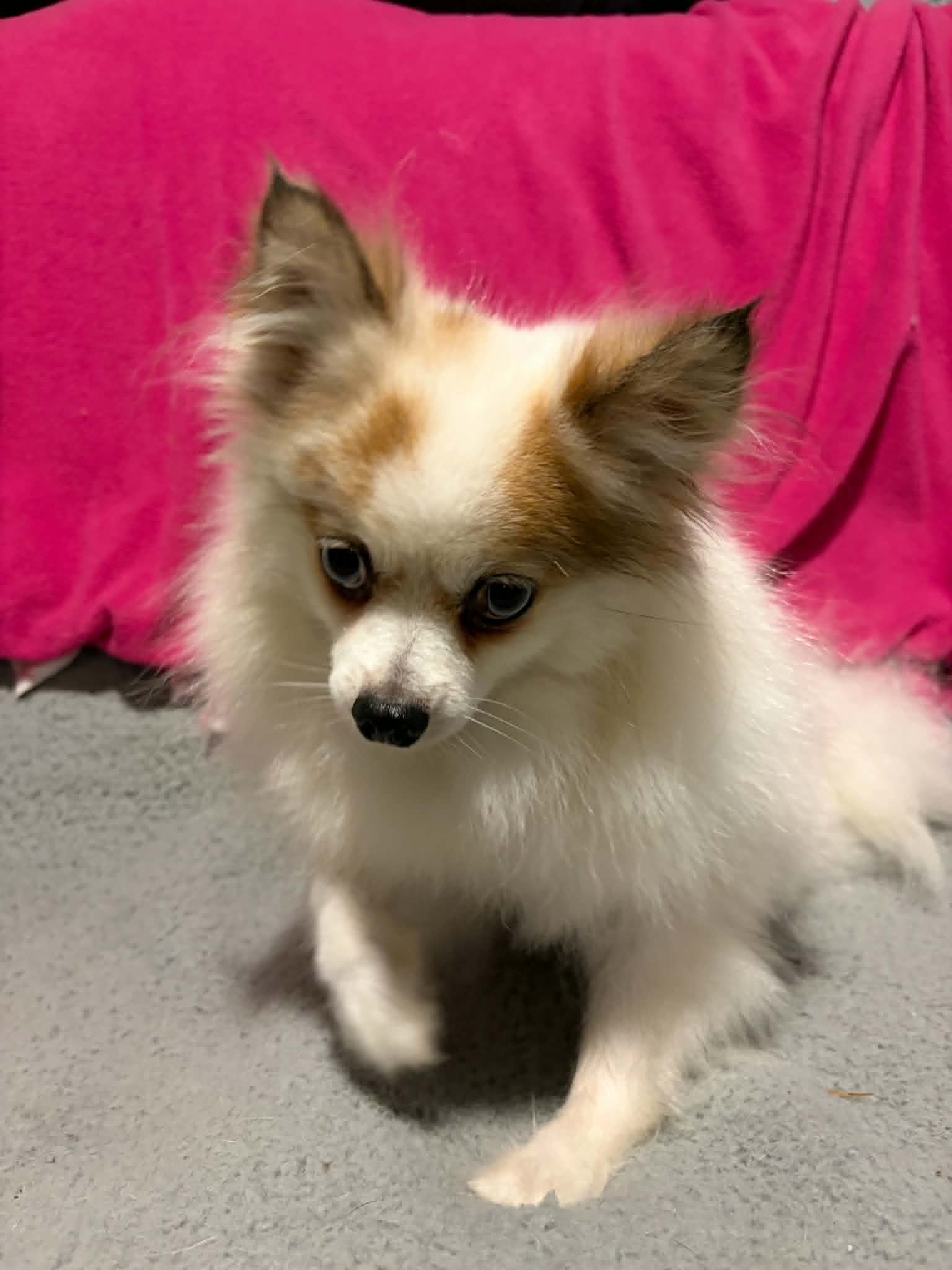 Macadamia - Pomeranian