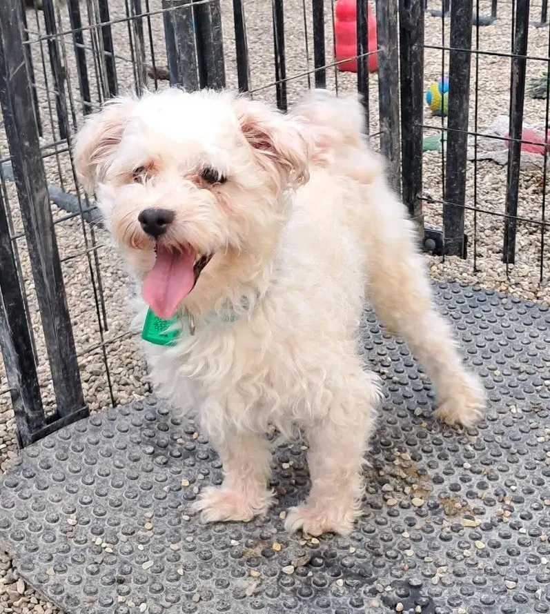 Chia - Poodle (Miniature)