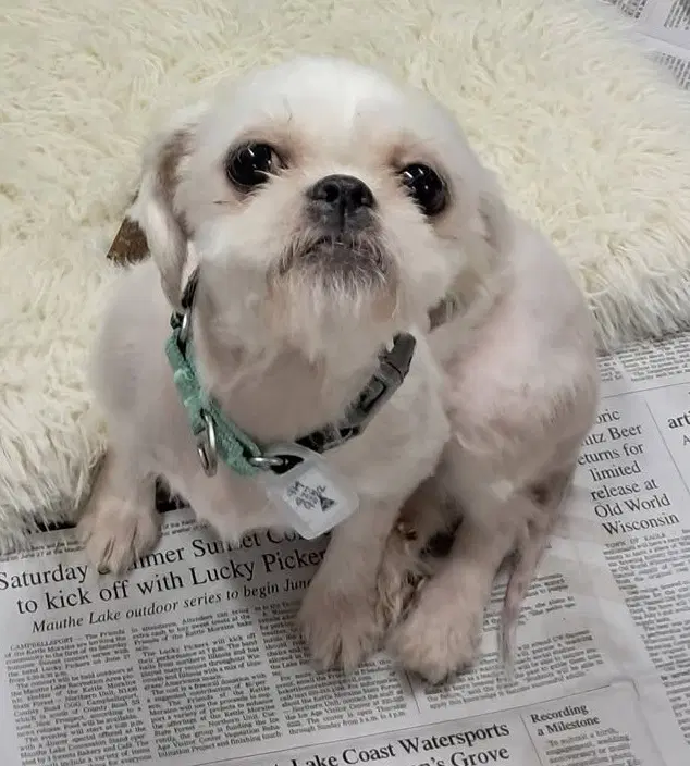 Sesame - Shih Tzu
