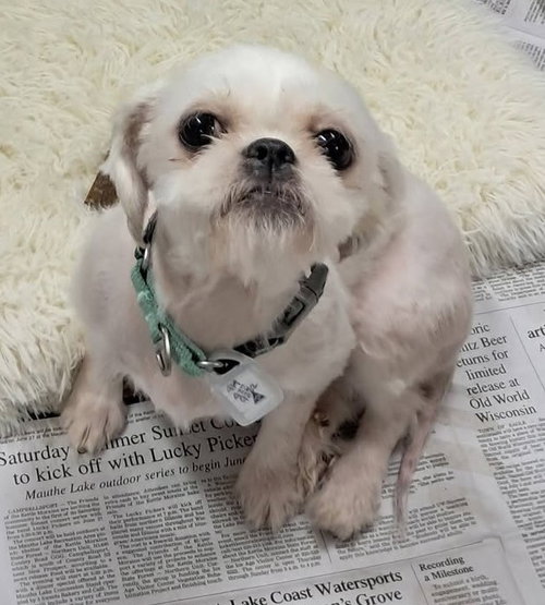picture of the dog needing adoption