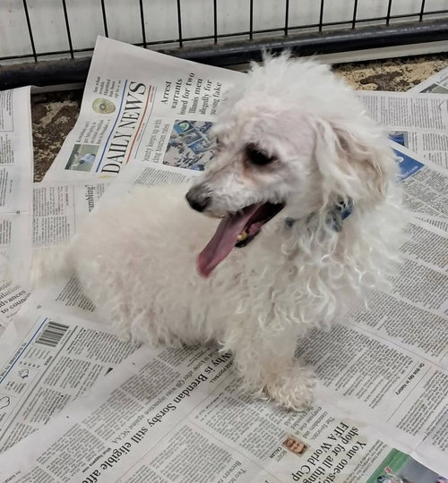 picture of the dog needing adoption