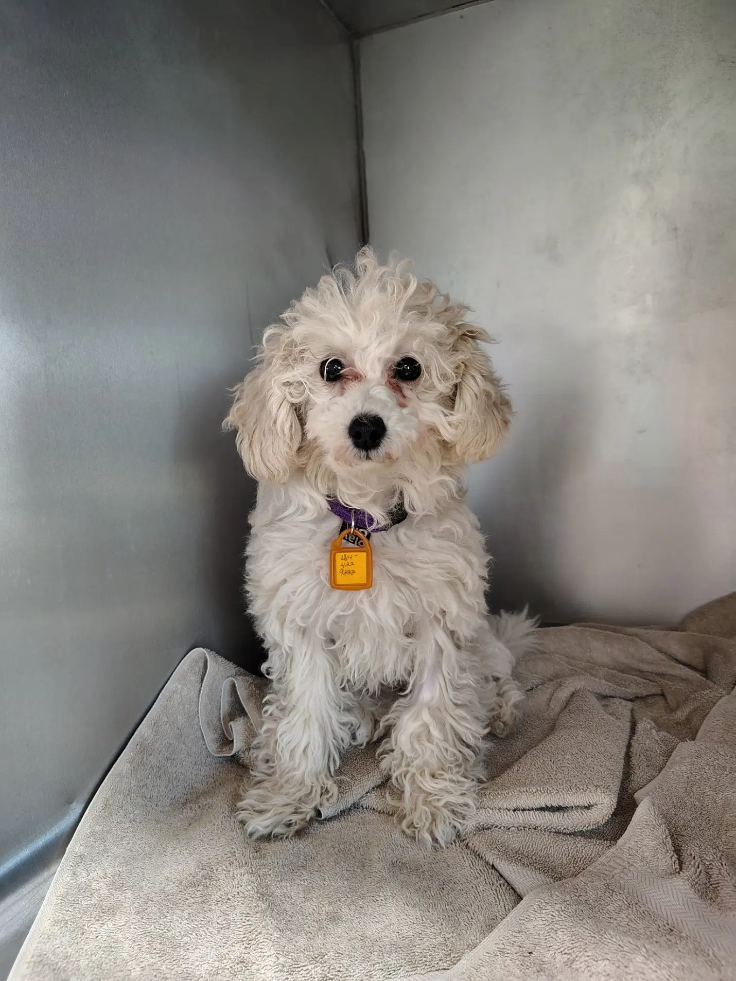 Bella - Poodle (Toy)