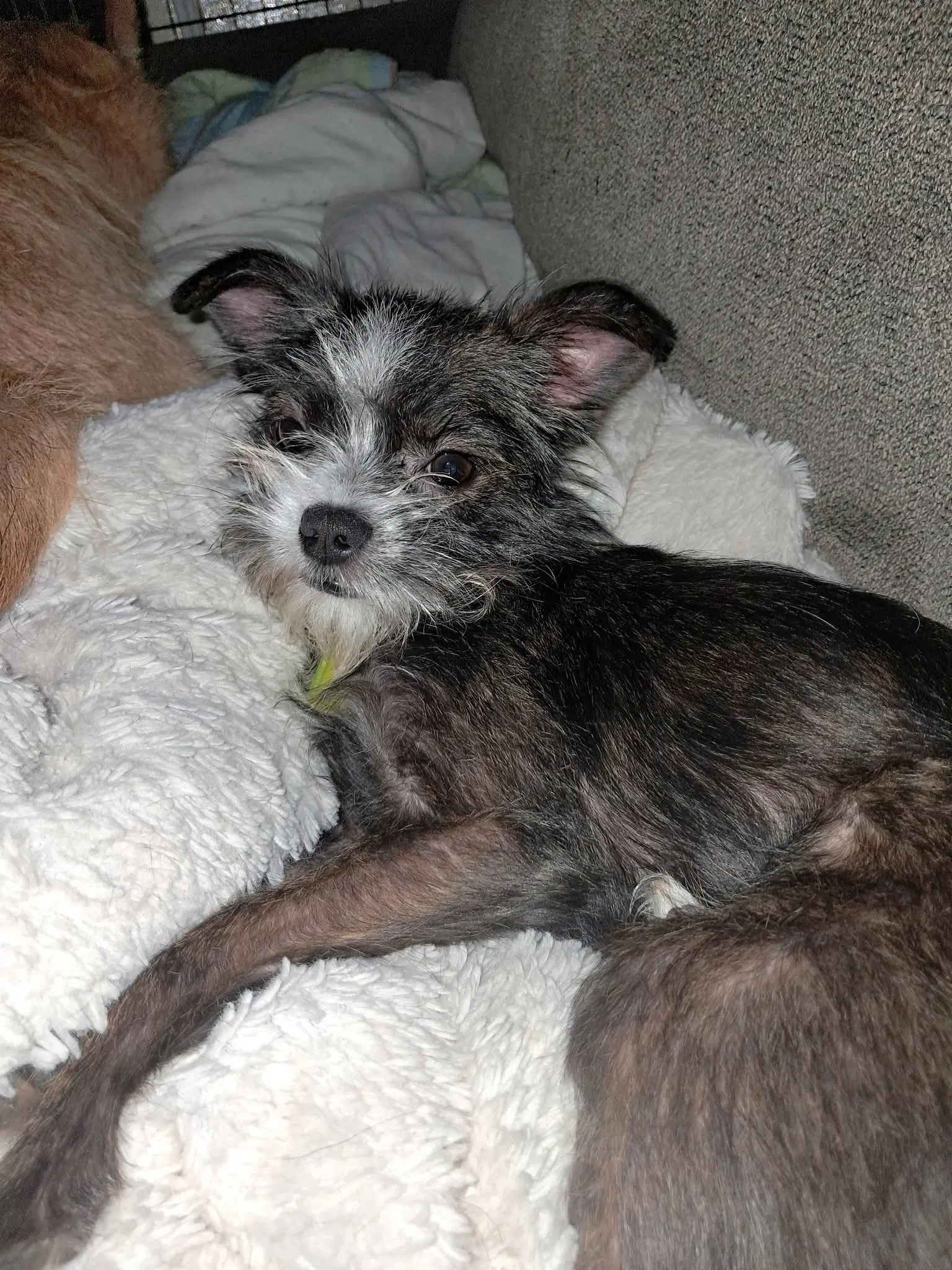 Stella - Cairn Terrier