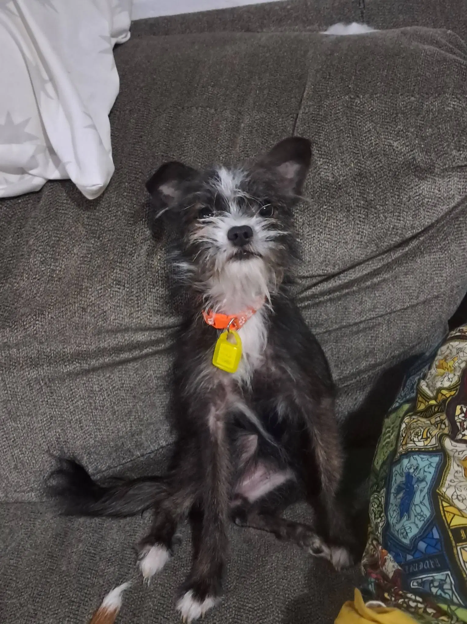 Stella image 2