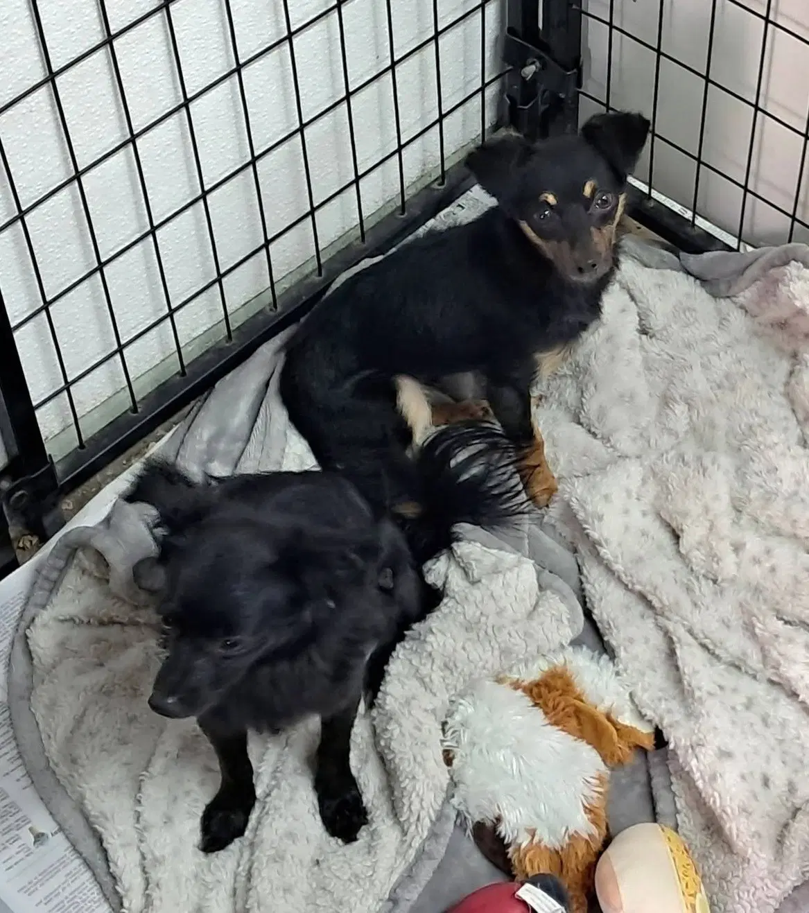 Buni Bubbles - Chihuahua
