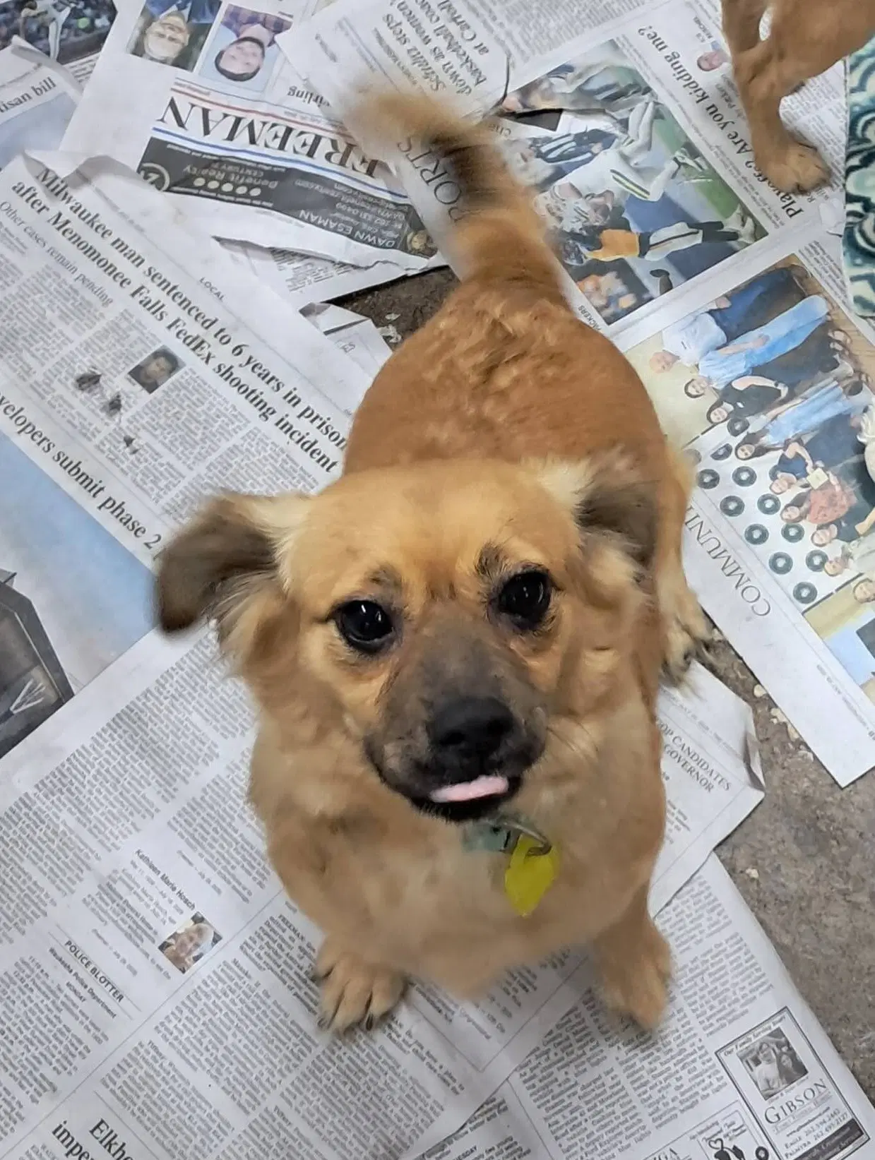 January Marie - Tibetan Spaniel
