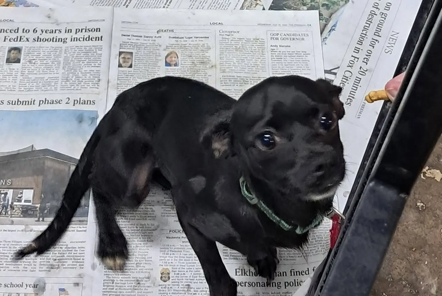 Raven - Chihuahua